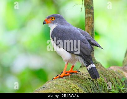 Falco semiplubeo (Leucopternis semiplubeo) adulto, seduto su un ramo di un albero, Costa Rica Foto Stock