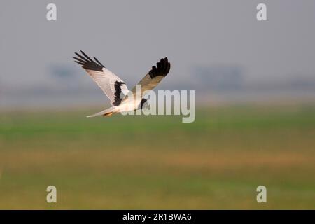 Harrier pied, Harriers, Harrier, Harriers, Uccelli di preda, Animali, Uccelli, arriero pied (Circus melanoleucos) maschio adulto in volo, Moyingyi, Myanmar Foto Stock