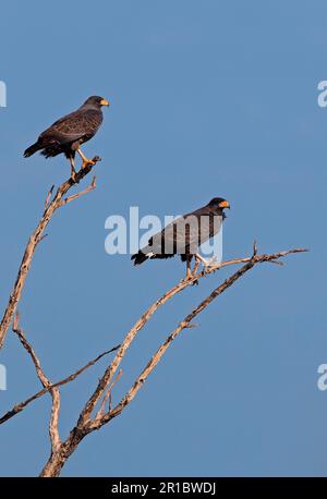 Falco nero cubano (Buteogallus gundlachii), coppia adulta, seduto sui rami di un albero morto, penisola di Zapata, provincia di Matanzas, Cuba Foto Stock