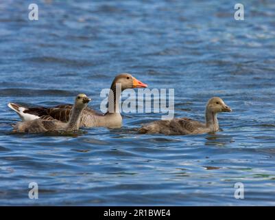 Greylag Goose (Anser anser) adulto con due giovani, nuoto, Martham Broad, River Thurne, The Broads N. P. Norfolk, Inghilterra, Regno Unito Foto Stock