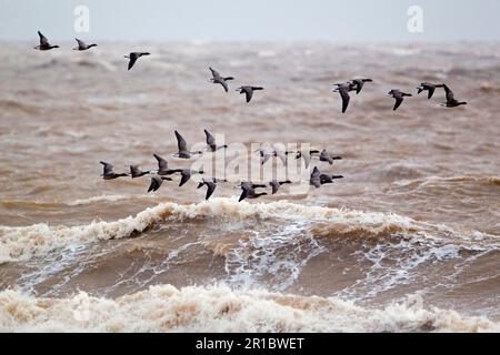 Brant goose (Branta bernicla), volando sul mare grezzo, Suffolk, Inghilterra, Regno Unito Foto Stock