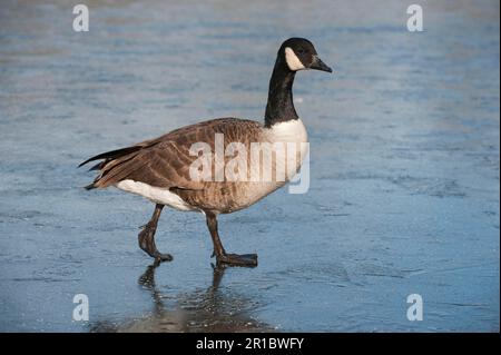 Canada Goose (Branta canadensis) adulto, a piedi su ghiaccio, rosso vale Country Park, Greater Manchester, Inghilterra, inverno Foto Stock