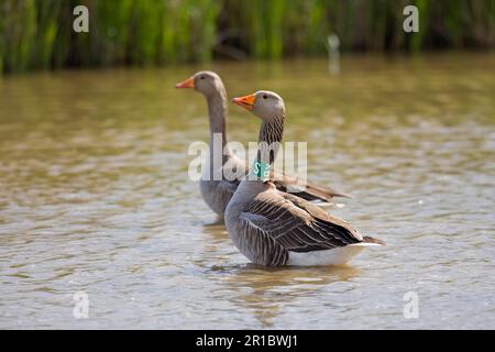 Greylag Goose (Anser anser) due adulti, uno con collana identificativa, in piedi in acqua, Norfolk, Inghilterra, Regno Unito Foto Stock