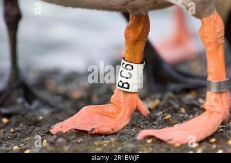 Greylag goose (Anser anser) adulto, primo piano delle gambe con anelli di identificazione, Caerlaverock, Dumfries, Scozia, inverno Foto Stock