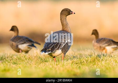 Oca dai piedi rosa (Anser brachyrhynchus) tre adulti, in piedi su erba, Nord Norfolk, Inghilterra, Regno Unito Foto Stock