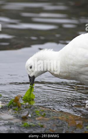 Kelp Goose (Chloephaga Hybrid), maschio adulto, nutrirsi di alghe marine con la bassa marea, New Island, Isole Falkland Foto Stock