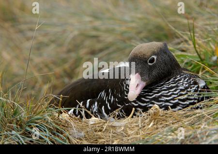 Kelp Goose (Chloephaga Hybrid) femmina adulta, seduta a Nest, New Island, Isole Falkland Foto Stock