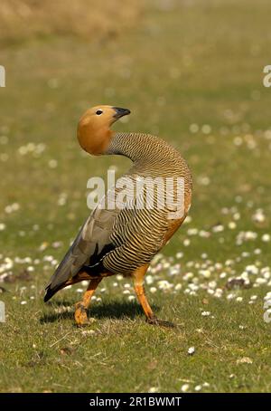 Oca dalla testa rudosa (Chloephaga rubidiceps) adulto, migratorio, Bleaker Island, Isole Falkland Foto Stock