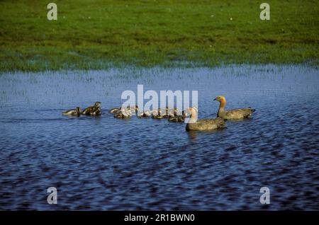 Oca a testa rudosa (Chloephaga rubidiceps) questi uccelli hanno preso i giovani da altre R-H. Foto Stock