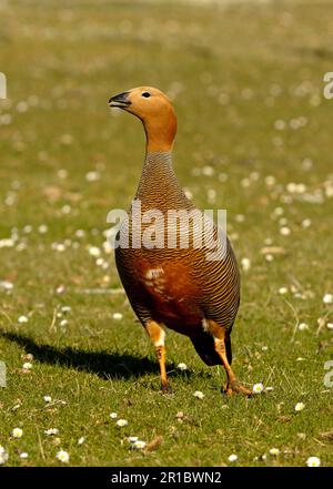 Oca dalla testa rudosa (rubidiceps di Chloephaga) adulto, levante, isola di Bleaker, isole di Falkland Foto Stock