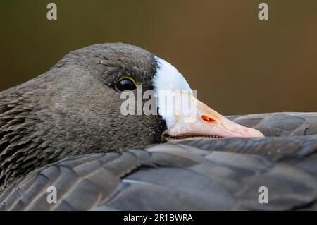 Oca bianca (Anser albifrons) adulto, arrostimento, primo piano della testa, Slimbridge, Gloucestershire, Inghilterra, Regno Unito Foto Stock