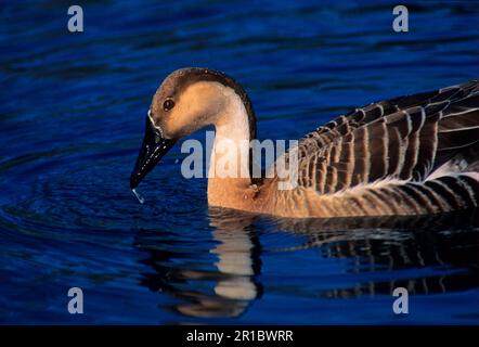 Swan goose (Anser cygnoides) adulto, nuoto Foto Stock