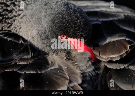 Cigno nero (Cygnus atratus) adulto, primo piano della testa, testa appoggiata sulla schiena, Slimbridge, Gloucestershire, Inghilterra, Regno Unito Foto Stock