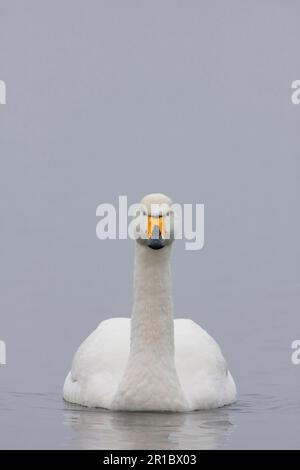 Whooper Swan (Cygnus cygnus) adulto, nuoto, Welney, Cambridgeshire, Inghilterra, Regno Unito Foto Stock