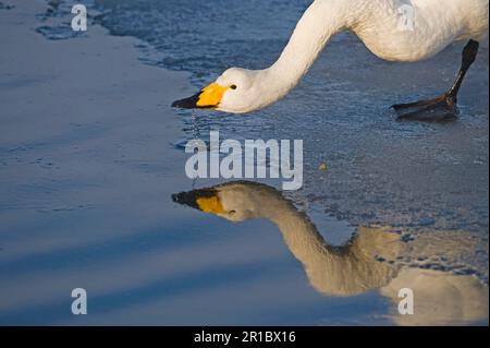 Adulto cigno (Cygnus cygnus), bere al bordo del ghiaccio, Hokkaido, Giappone, inverno Foto Stock