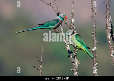 Malabar Parakeet (Psittacula columboides) coppia adulta, arroccato su ramo, Karnataka, India Foto Stock
