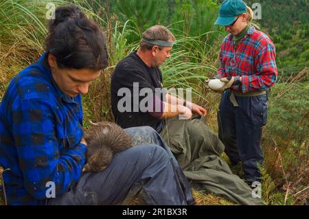 Isola del Nord Isola del Nord Isola del Nord Kiwi marrone (Apteryx mantelli) biologi che rimuovono le uova per la cova in cattività, Waimarino Forest, Raetihi, Nord Foto Stock