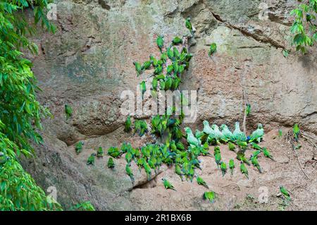 Il pappagallo con testa a fusky (Aratinga weddellii) e il pappagallo con testa a farina (Amazona farinosa) che si affollano al leccato di argilla, la foresta pluviale del fiume Napo, Amazzonia Foto Stock