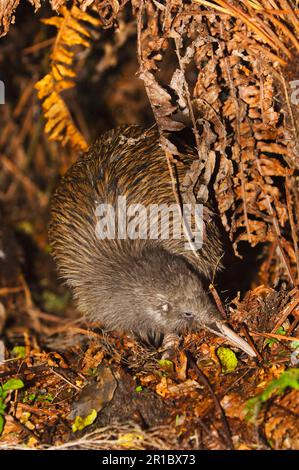 Kiwi, Kiwis, Kiwi a strisce meridionali, Kiwi a strisce meridionali, ratiti, Animali, Uccelli, South Island Brown Kiwi (Apteryx australis lawryi) adulto Foto Stock