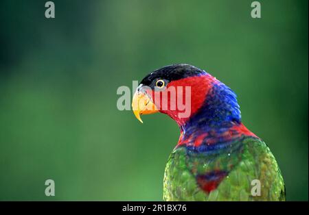 lory con cappuccio nero (Lorius lory) primo piano della testa, Indonesia, prigioniero Foto Stock