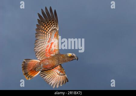 Kaka, nuova zelanda kaka (Nestor meridionalis), Kakas, pappagalli della foresta, endemico, pappagalli, Animali, Uccelli, Kaka adulto, in volo, Stewart Island, Nuovo Foto Stock