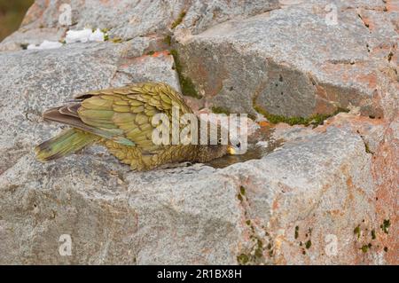 Kea (Nestor notabilis) adulto, bere da pozza in rocce, Arthurs Pass, Alpi meridionali, Isola del Sud, Nuova Zelanda Foto Stock