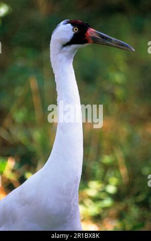 Gru a braccio (Grus americana) primo piano della testa e del collo (specie minacciate di estinzione) Foto Stock