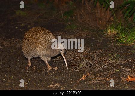 Kiwi, Kiwis, Kiwi a strisce meridionali, Kiwi a strisce meridionali, ratiti, Animali, Uccelli, South Island Brown Kiwi (Apteryx australis lawryi) adulto Foto Stock