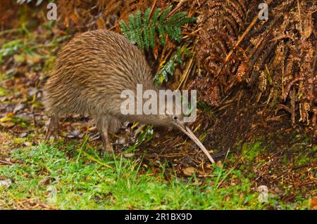 Kiwi, Kiwis, Kiwi a strisce meridionali, Kiwi a strisce meridionali, ratiti, Animali, Uccelli, South Island Brown Kiwi (Apteryx australis lawryi) adulto Foto Stock