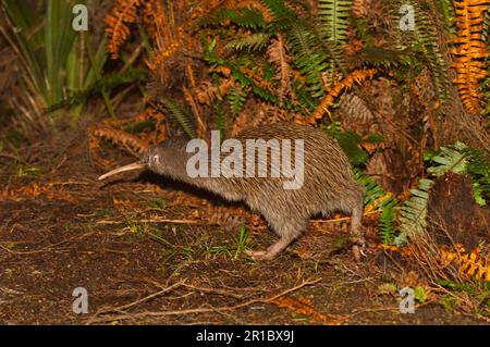 Kiwi, Kiwis, Kiwi a strisce meridionali, Kiwi a strisce meridionali, ratiti, Animali, Uccelli, South Island Brown Kiwi (Apteryx australis lawryi) adulto Foto Stock