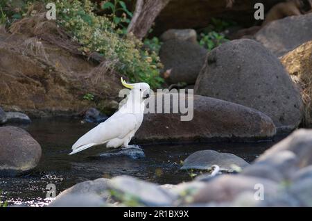 Cachatoo solforato (Cacatua galerita) adulto, bere, in piedi sulle rocce in ruscello, Queensland, Australia Foto Stock