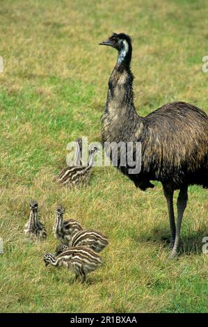 Emu (Dromaius novaehollandiae) maschio adulto, con pulcini, Australia Foto Stock