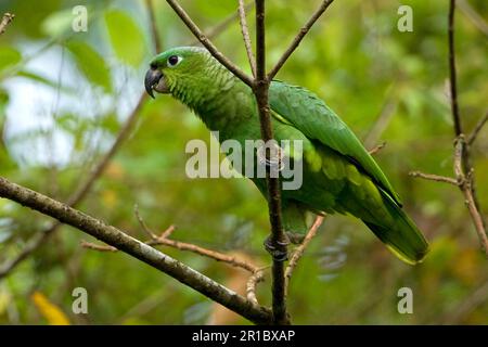 amazzonia meridionale (Amazona farinosa), adulto Mealy Parrot, arroccato nell'albero, Costa Rica Foto Stock