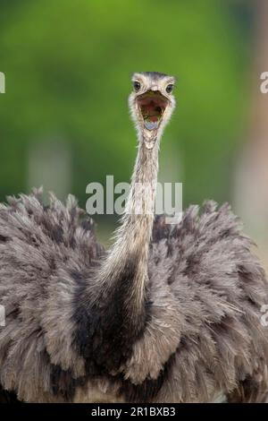 Greater Greater rhea (Rhea americana) Adulti, nutrimento, con becco aperto, primo piano di testa e collo, Pantanal, Mato Grosso, Brasile Foto Stock