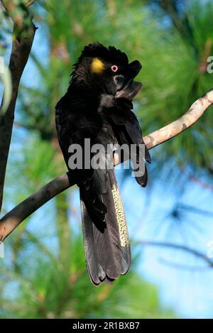 Cockatoo nero dalla coda gialla (Calyptorhynchus funereus), Cockatoo, pappagalli, animali, Uccelli, Cockatoo maschio nero dalla coda gialla appollaiato sul ramo Foto Stock