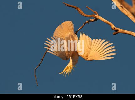 Cockatoo solforato (Cacatua galerita), adulto, con ali spalancate, appeso al ramo, miglia, Queensland, Australia Foto Stock