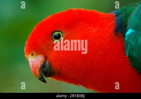 Australian King Parrot (Alisterus scapulais) adulto maschio, primo piano, nella foresta pluviale, Lamington N. P. Queensland, Australia Foto Stock