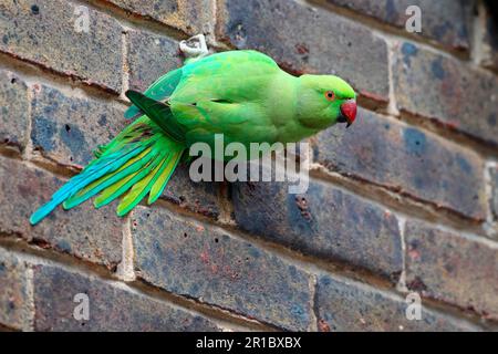 Parakeet con anello di rosa (Psittacula krameri), Parakeet con anello di rosa, Parakeet con anello di rosa, femmina adulta, aggrappata al muro di mattoni in città, Londra, Inghilterra Foto Stock