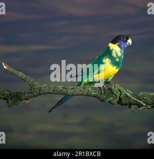 Parakeet a collo d'anello, annecks australiani (Barnardius zonarius), Parrots, Parakeets, Animali, Uccelli, Port Lincoln Parrot appollaiato sul ramo Foto Stock