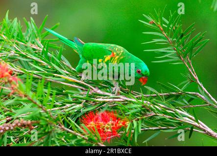 Lorikeet (Trichollossus chlorolepidotus) arrostito in scaglie adulto nella bottiglia Bush, nuovo Galles del Sud, Australia Foto Stock