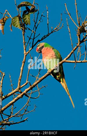 Psittacula alexandri (Red-Breasted Parakeet) maschio adulto, arroccato sul ramo, Assam, India Foto Stock