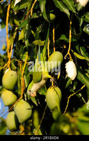 Monaco Parakeet, pappagalli, Parakeets, Animali, Uccelli, Monaco Parakeet (Myiositta monachus) adulto, nutrire con frutta di mango, Pantanal, Mato Grosso, Brasile Foto Stock