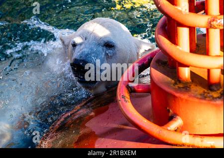 Un orso polare nuota oltre una lifboa. Foto Stock