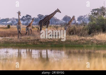 Un gruppo di tre giraffe nel Delta dell'Okavango, Botswana. Foto Stock