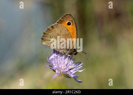 Farfalla Prato marrone (Maniola jurtina), Ovronnaz, Vallese, Svizzera Foto Stock