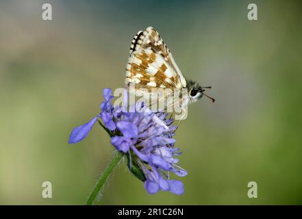 Butterffy skipper in argento (Hesperia comma), Ovronnaz, Vallese, Svizzera Foto Stock
