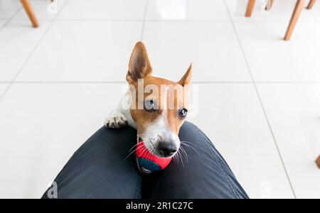 Jack Russell Terrier cane con palla in bocca, giocando con il proprietario all'interno della loro casa Foto Stock