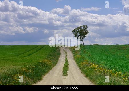 La strada sterrata attraversa il verde campo di grano con un albero all'orizzonte in Sicilia, Italia Foto Stock