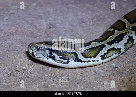Dunkler Tigerpython / Python birmano / Python molurus bivittatus Foto Stock