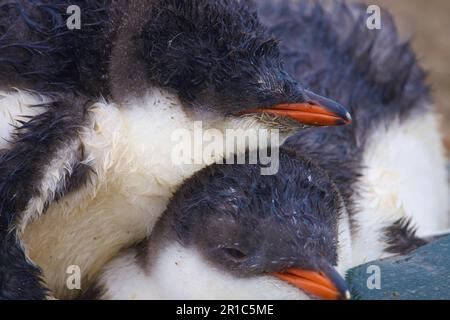 Simpatici pinguini gentoo Foto Stock